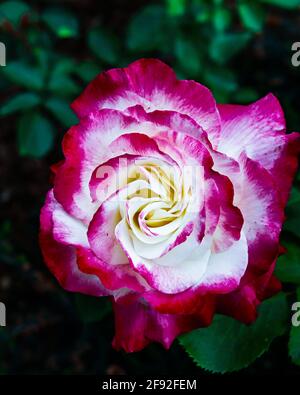 Rose rouge et blanche dans le jardin Banque D'Images