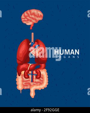 icônes des ensembles d'organes internes humains Illustration de Vecteur