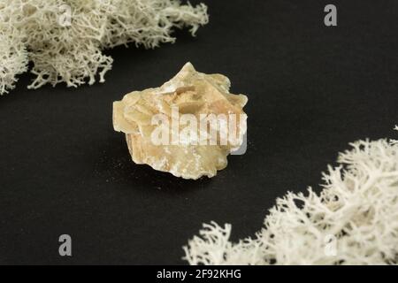 Cristal de rose du désert de Tunisie. Pierre minérale naturelle sur fond noir. Minéralogie, géologie, magie des pierres, pierres semi-précieuses et échantillons de Banque D'Images