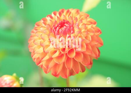 Fleurs de Dahlia orange en face d'une maison verte Banque D'Images