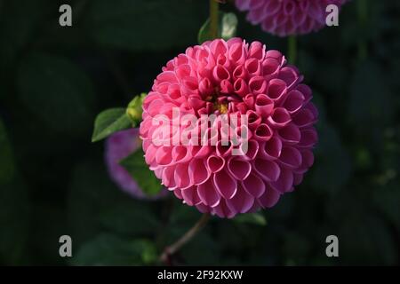 Les dahlia roses fleurissent en fin d'après-midi sous le soleil Banque D'Images