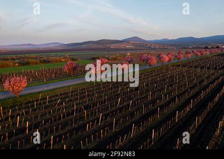 Vignobles et arbres roses en fleurs à Gyongyostarjan Hongrie vue aérienne sur les magnifiques arbres de prune en fleurs par la route. Paysage de lever de soleil de printemps, che Banque D'Images