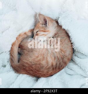 Un petit chaton au gingembre peut dormir sur une couverture douce sur le canapé du salon. L'animal de compagnie dort à la maison. Orientation verticale de la photo Banque D'Images