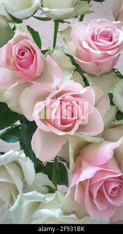 Belles roses de couleur rose clair. Convient comme arrière-plan ou carte de vœux Banque D'Images