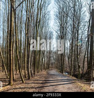 Début de printemps forêt avec sentier, petite crique et ciel clair à CHKO Poodri près de la ville d'Ostrava en République tchèque Banque D'Images