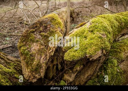 Gros plan de grumes d'arbre couvertes de mousse verte et lichens Banque D'Images