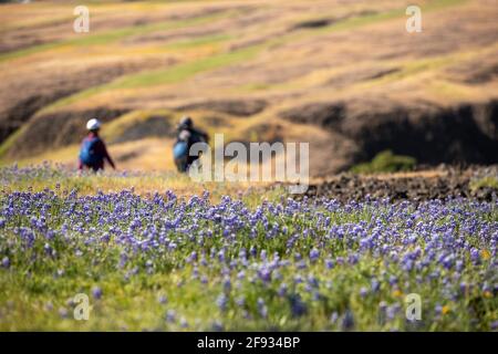 San Francisco, États-Unis. 15 avril 2021. Les touristes apprécient le paysage de la réserve écologique de North Table Mountain en Californie, aux États-Unis, le 15 avril 2021. Crédit: Dong Xudong/Xinhua/Alay Live News Banque D'Images