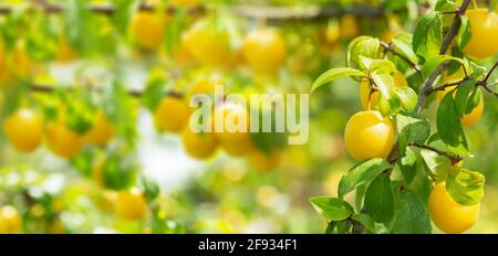 Prunes mûres jaunes sur un arbre dans un jardin. Prunier Banque D'Images