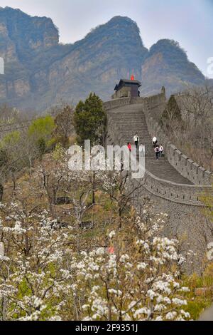 Tianjin. 15 avril 2021. Photo prise le 15 avril 2021 montre le paysage printanier de la Grande Muraille à Huangya Pass à Tianjin, dans le nord de la Chine. Ces dernières années, de plus en plus de Chinois vivant dans les villes préfèrent aller à la campagne pour les loisirs et la détente, ce qui facilite le développement du tourisme rural. Le village de Huangyaguan, au pied de la Grande Muraille du col de Huangya à Tianjin, a bénéficié de cette tendance. Crédit : Sun Fanyue/Xinhua/Alamy Live News Banque D'Images