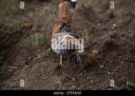 Laughingthrush tachetée, Ianthocincla ocellata, Népal Banque D'Images