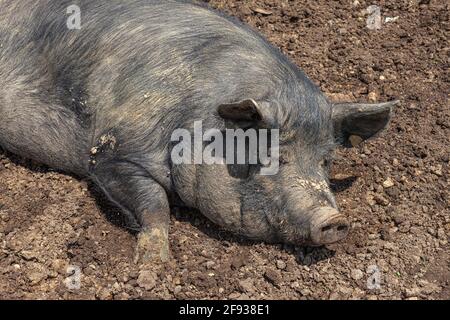 Cochon noir en demi-liberté, couché au soleil dans la campagne. Lac Campotosto, Parc national de Gran Sasso et Monti della Laga, Abruzzes, Italie Banque D'Images