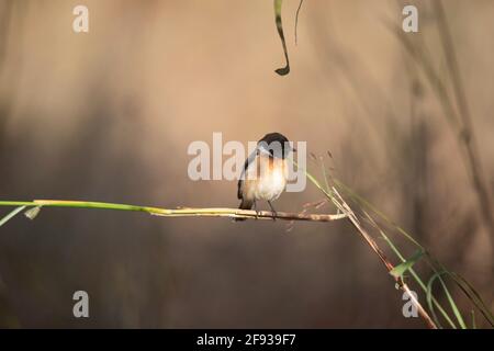 Mâle Stonechat commun, Saxicola torquatus, réserve de tigre de Panna, Madhya Pradesh, Inde Banque D'Images