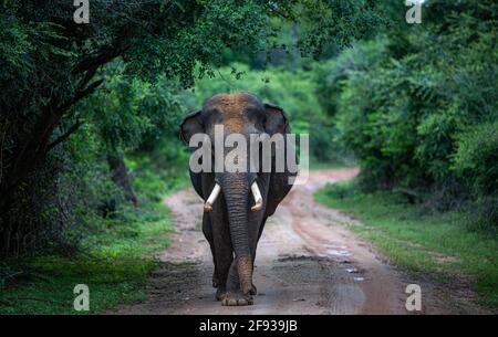 Éléphant Tucker dans le parc national de Yala, Sri Lanka. Moins de 10 % des éléphants du Sri Lanka portent des défenses. Banque D'Images