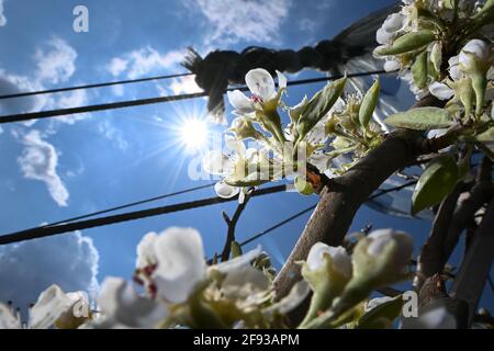 Friedrichshafen, Allemagne. 15 avril 2021. Fleurs blanches accrochées d'un poirier dans un verger. Les fleurs sont flashées sur le côté. Credit: Felix Kästle/dpa/Alay Live News Banque D'Images