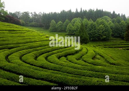 Vue sur le Boseong Green Tea Field Banque D'Images