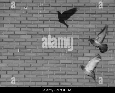 photographie en noir et blanc de deux pigeons en vol une ombre d'un troisième pigeon sur une brique grise mur espace vide sur le mur de briques pour l'arrière-plan Banque D'Images