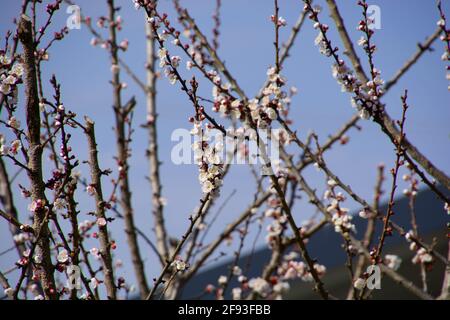 arpricot arménien avec beaucoup de fleurs roses sur le branches Banque D'Images