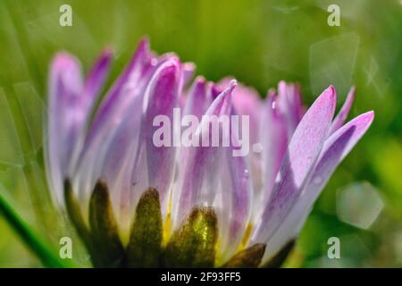 Brunswick, Allemagne. 27 mars 2021. Un raindrop est accroché à la fleur d'une Marguerite. Low 'Quasimodo' apporte aujourd'hui en Basse-Saxe des conditions météorologiques changeantes et venteuses. Credit: Stefan Jaitner/dpa/Alay Live News Banque D'Images