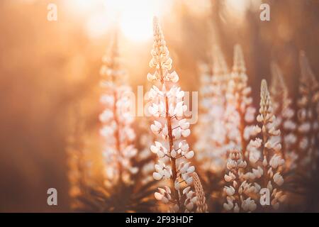 De belles fleurs lupin parfumées et délicates fleurissent dans la forêt, illuminées par les rayons chauds du soleil couchant. Nature. Banque D'Images