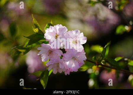 Prunus serrulata fleurs de cerisier japonais sur une branche avec belle Bokeh cerise est-asiatique Banque D'Images