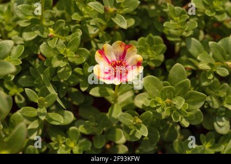 Moss rose Duet, Portulaca grandiflora. Plante et fleur Banque D'Images