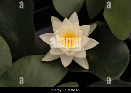 Siam Jasmin, Nymphaea Siam Jasmin Banque D'Images