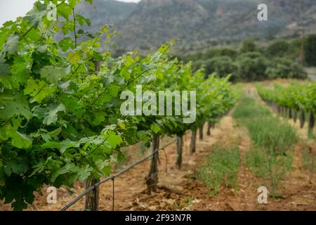 Les raisins de la vigne avec bébé et fleurs - floraison de la vigne avec de petites baies de raisin. Les jeunes branches de raisin vert sur la vigne au printemps. Banque D'Images