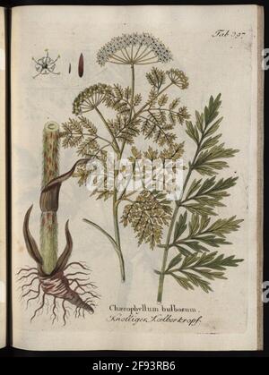 Illustrations de toutes les plantes médicales-économiques-technologiques avec la description de leurs avantages et de leur utilisation, Volume 5: Cephalantus occidentalis. Carter écrivain de veau. Banque D'Images