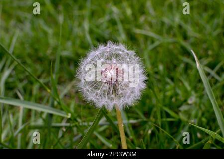 Magnifique Dandelion parmi l'herbe verte Banque D'Images