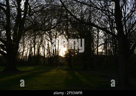 Crépuscule Park, coucher de soleil dans le parc, silhouette d'arbres au crépuscule, arbre rétroéclairé dans le parc photo haute résolution, DSLR Banque D'Images