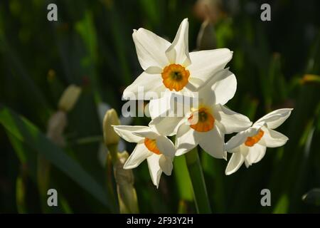 Daffodil Cambridge, Royaume-Uni, DSLR Banque D'Images