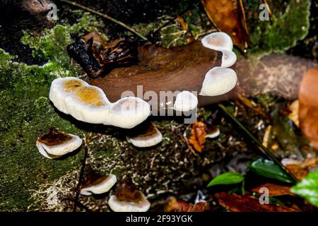 Un champignon sauvage intéressant qui pousse sur un tronc d'arbre pourri dans une jungle tropicale. Banque D'Images