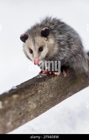 Virginia opossum, Didelphis virginiana, en hiver dans le comté de Mecosta, Michigan, États-Unis Banque D'Images