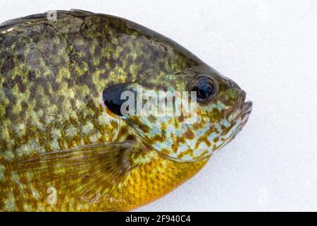 Le crapet arlequin, Lepomis macrochirus, pêché pendant la pêche sous la glace sur un lac de la péninsule inférieure du Michigan, aux États-Unis Banque D'Images