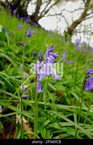 Un bois couvert de fleurs de bluebell et de petits chênes Banque D'Images