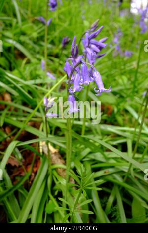 Un bois couvert de fleurs de bluebell et de petits chênes Banque D'Images