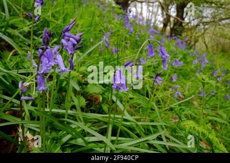 Un bois couvert de fleurs de bluebell et de petits chênes Banque D'Images