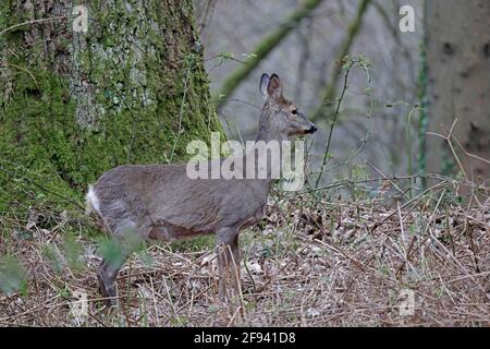 Femme Roe Deer Forest de Dean Banque D'Images