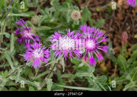 Centaurea sphaerocephala est une espèce de Centaurea que l'on trouve dans la péninsule ibérique. Seule la fleur centrale est mise au point avec une profondeur de champ peu profonde Banque D'Images