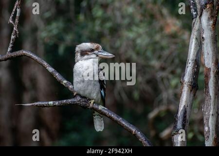 Un kookaburra riant (Dacelo novaeguineae) perché sur une branche, le lac Cotharaba, le parc national de Great Sandy, Queensland, Australie Banque D'Images