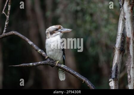 Un kookaburra riant (Dacelo novaeguineae) perché sur une branche, le lac Cotharaba, le parc national de Great Sandy, Queensland, Australie Banque D'Images