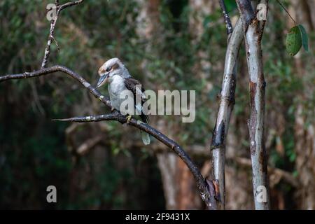 Un kookaburra riant (Dacelo novaeguineae) perché sur une branche, le lac Cotharaba, le parc national de Great Sandy, Queensland, Australie Banque D'Images