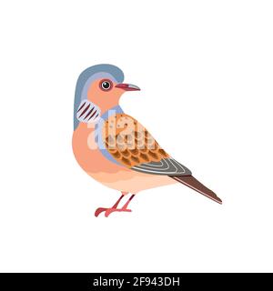 Joli colombe. Dove de tortue européenne. Scène de la faune avec Streptopelia turtur est un membre de la famille des oiseaux Columbidae. Dessin animé vectoriel oiseau caractère plat Illustration de Vecteur