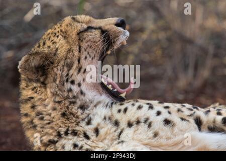 Une vue latérale d'un bâillement de guépard, Zimanga Private Game Reserve. Banque D'Images