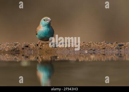 Angle bas d'une cire bleue assise au bord du trou d'eau, Zimanga Private Game Reserve. Banque D'Images