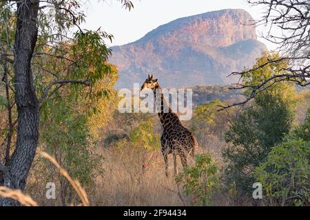 Une girafe (Giraffa camelopardalis) traverse en face de la montagne Hanglip sur le Entabeni Safari Conservancy à Limpopo, en Afrique du Sud Banque D'Images