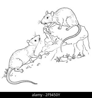 Rats drôles. Animaux de ferme amusants. Modèle pour les enfants à peindre. Livre de coloriage. Banque D'Images