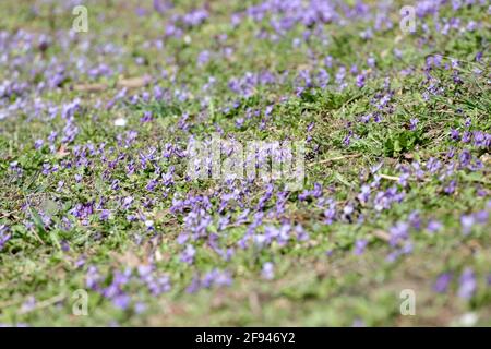 Champ de violettes sauvages dans la nature. Pas de netteté Banque D'Images