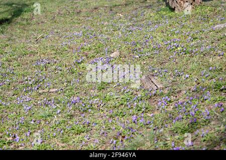 Champ de violettes sauvages dans la nature. Pas de netteté Banque D'Images