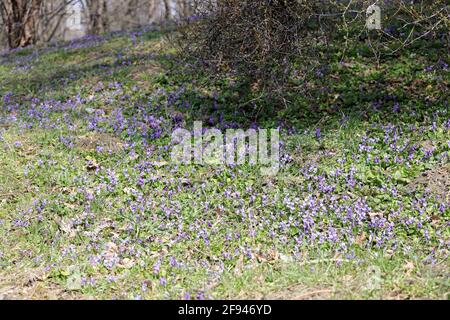 Champ de violettes sauvages dans la nature. Pas de netteté Banque D'Images